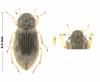 Helophorus obscurus